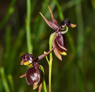 飞鸭兰 飞鸭兰是什么植物 飞鸭兰介绍