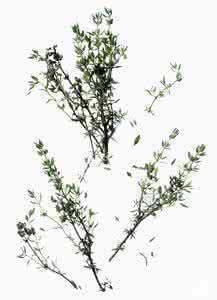 百里香种植 种香草玩香草：百里香漱口水
