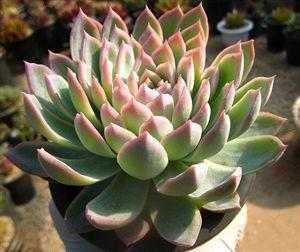 多肉植物紫罗兰女王 【园艺】多肉植物紫罗兰皇后养护要点