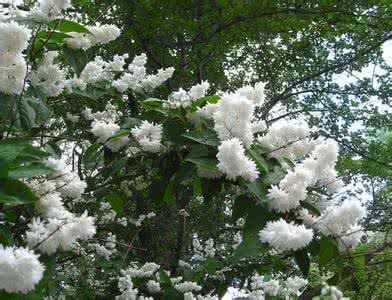 白花重瓣郁李 白花重瓣溲疏