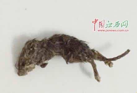 老鼠吃瓜子 湖北女子吃瓜子吃出老鼠尸体 躯体已发硬