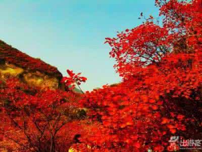 北美枫情地板 国内八大枫情地都有哪些
