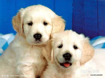 狗狗声音沙哑叫不出声 狗狗吠声沙哑的原因及治疗