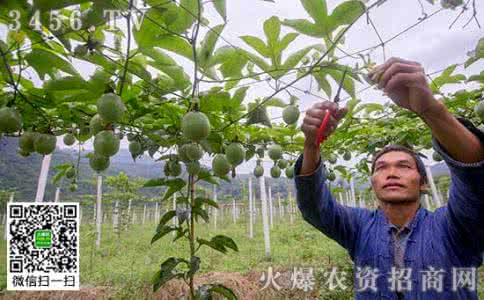 百香果怎么修剪图解 百香果修剪技术