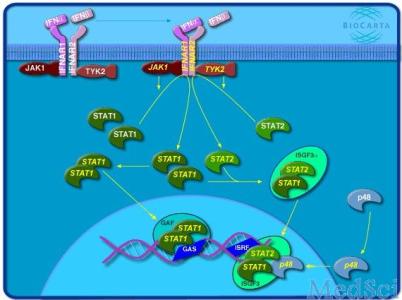 药物过敏反应 美研究发现引发药物过敏反应关键受体