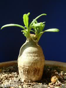 天马行空 天马空（Pachypodium succulentum）基本养护