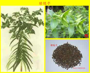 肝硬化腹水 中草药大全 52—19 肝硬化腹水用药