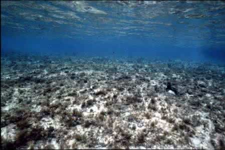 海洋生物的划分 海洋沉积生物