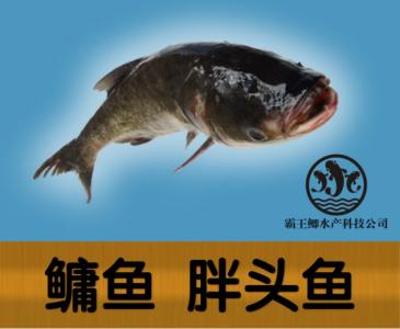 四大家鱼 四大家鱼——鳙鱼（胖头鱼）