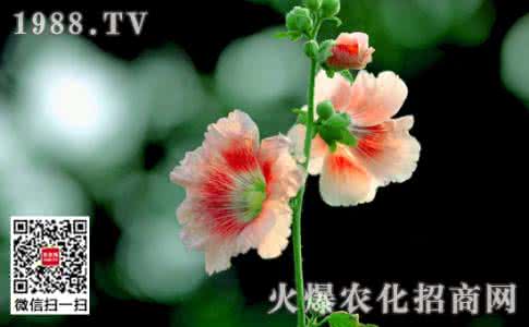 药蜀葵美容功效 蜀葵花语 蜀葵的花语 蜀葵养殖方法
