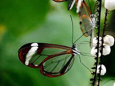 窗帘蝴蝶结的做法 飞来的蝴蝶一一漂亮的蝴蝶窗帘