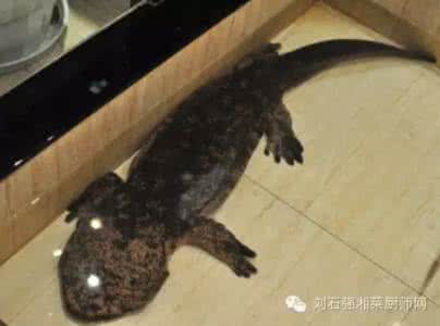 来自大山的呼唤 一道来自大山的水中人参菜品--沙锅 娃娃鱼