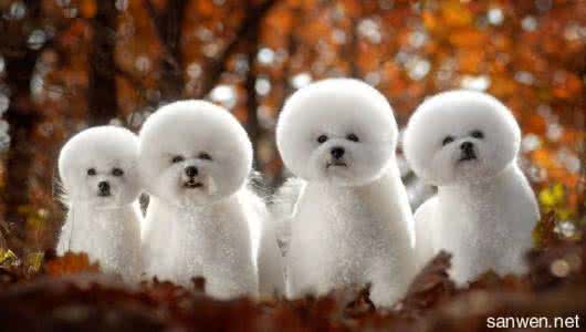 正确饲养比熊犬的方法 比熊犬的喂养方法