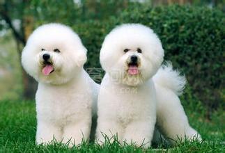 比熊犬多少钱一只 比熊犬能长多大