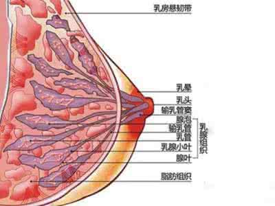 女性性器官差别 女性乳头长什么样子的 女性乳头不是性器官