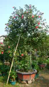 扶桑树 扶桑树 扶桑树有多少种？