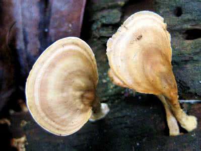 多孔菌科有哪些 多孔菌科