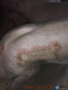 猪皮肤病图片及病症 猪皮肤病图片及病症 得了真菌皮肤病怎么办，针对病症安全护理