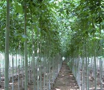 白蜡树的管理 白蜡树的管理 白蜡树苗插后管理