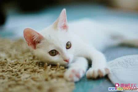 身上有跳蚤怎么驱除 猫咪身上的跳蚤怎么驱除