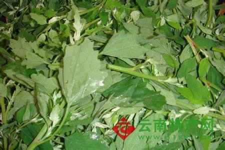 灰灰菜的功效与作用 灰菜 灰菜的功效与作用