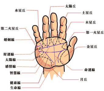 王晨霞掌纹诊病治病 掌形诊病及