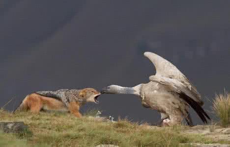 最大的鸟 南美秃鹫