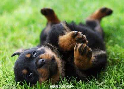 罗圈腿外八字 狗狗罗圈腿和外八字该如何纠正