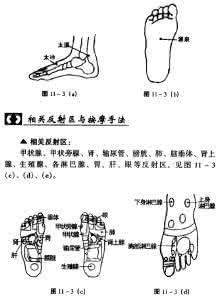 神经内分泌免疫系统 图解足部按摩之内分泌与免疫系统篇！