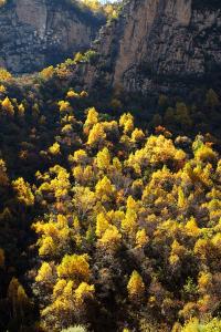 抓一把黄土风中撒 【抓一把黄土都是故事的蔚县2】：飞狐峪秋色迷人，空中草原寻觅雪绒花