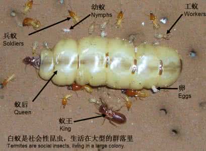 白蚁防治费收费标准 家中如何防治白蚁