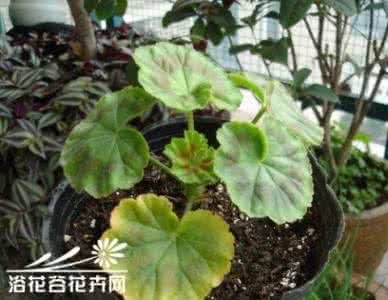 黄秋葵的种植方法 黄秋葵的繁殖方法