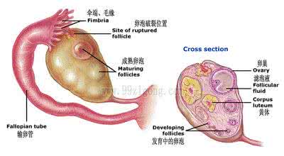 怎样保养卵巢和子宫 女性保健 怎样保养卵巢和子宫