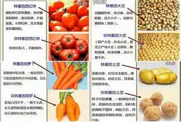 转基因食品有哪些危害 转基因食品有哪些危害 转基因食品的危害有哪些?