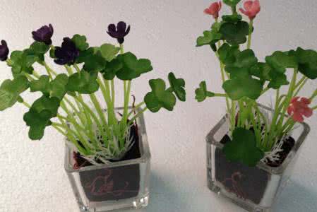 办公室植物风水摆设 【风水植物】植物风水摆设