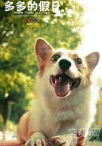 宠物狗一定要吃狗粮吗 宠物狗主人选购狗粮的误区