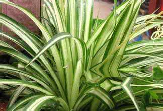 吊兰居然有这么多种 吊兰居然有这么多种 香蕉吃生一点还是熟一点的好？功效居然差这么多！