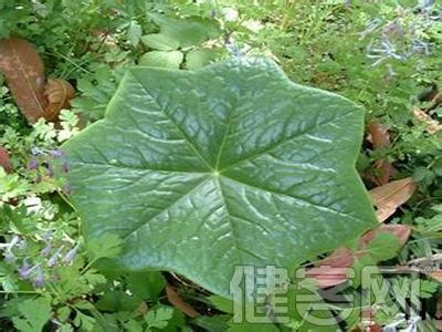 一味中草药可治好肝癌 一种治癌的中草药的制作方法