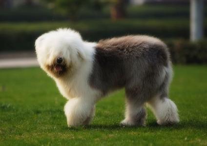 古牧犬掉毛吗 古牧犬掉毛吗 古牧犬怎样美容