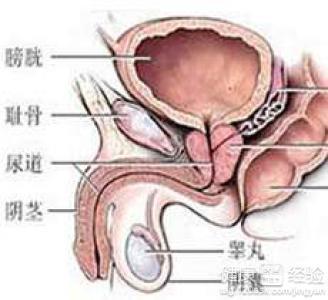 雷傲 欧式雷傲包皮手术 名包在手，男人之傲。