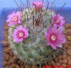 的养殖方法和注意事项 丰明丸的养殖方法与注意事项