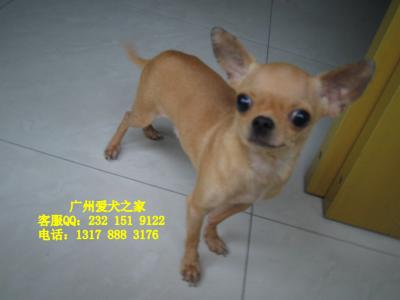吉娃娃好养吗 吉娃娃好养吗 吉娃娃好养吗 怎样才能养好吉娃娃