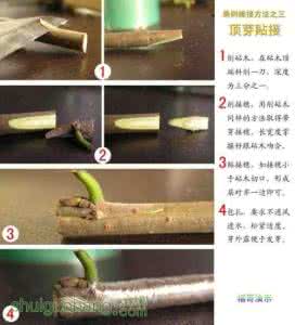 嫁接红松苗图片资料 嫁接图解资料 文档