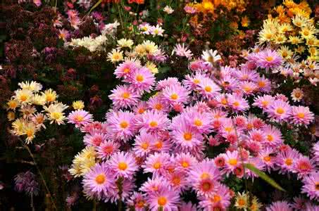 菊花爆满山 菊花爆满山（单歌 菊花绿背景）