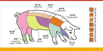猪肉部位分割图 猪肉部位名称_猪肉分割部位名称_猪肉各个部位的名称