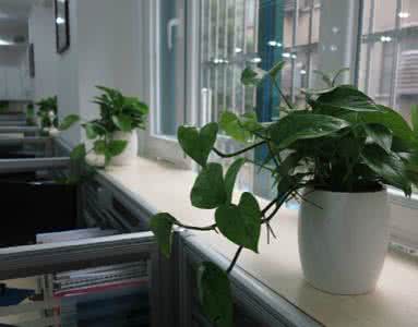 办公室里放什么植物好 办公室里放什么植物效果好