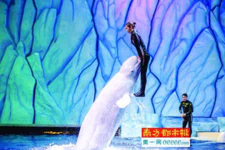我走进了动物王国作文 游海洋王国作文 游海洋王国