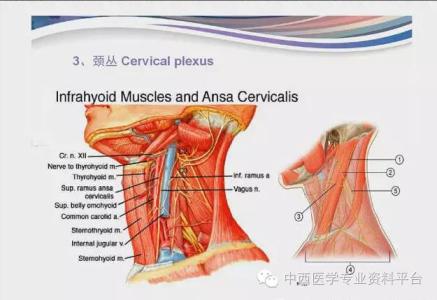 颈部解剖图 颈部的精细解剖【组图004】颈根部及颈外侧区的局解