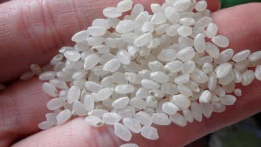 大米生虫还能吃吗 大米生虫还能吃吗?关于这件事很多人都做错了!别不信