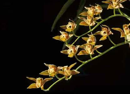 兰花种类 常见兰花种类鉴别及介绍——黄蝉兰